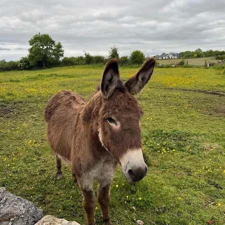 펜션 The Rose & Pearl Retreat